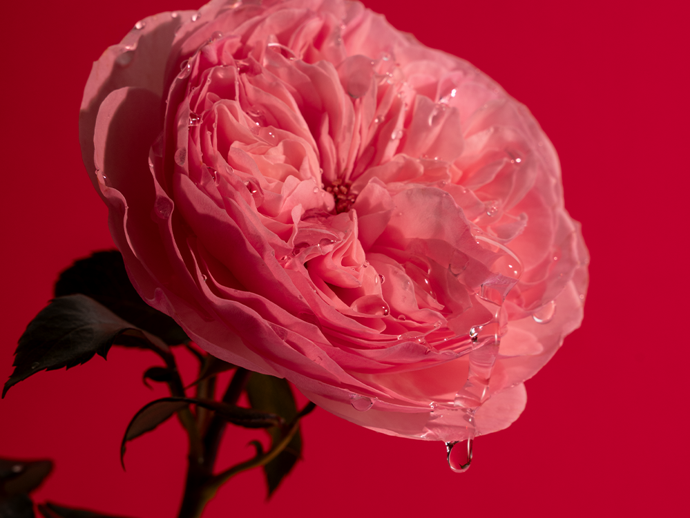 Tropfende Personal Rose