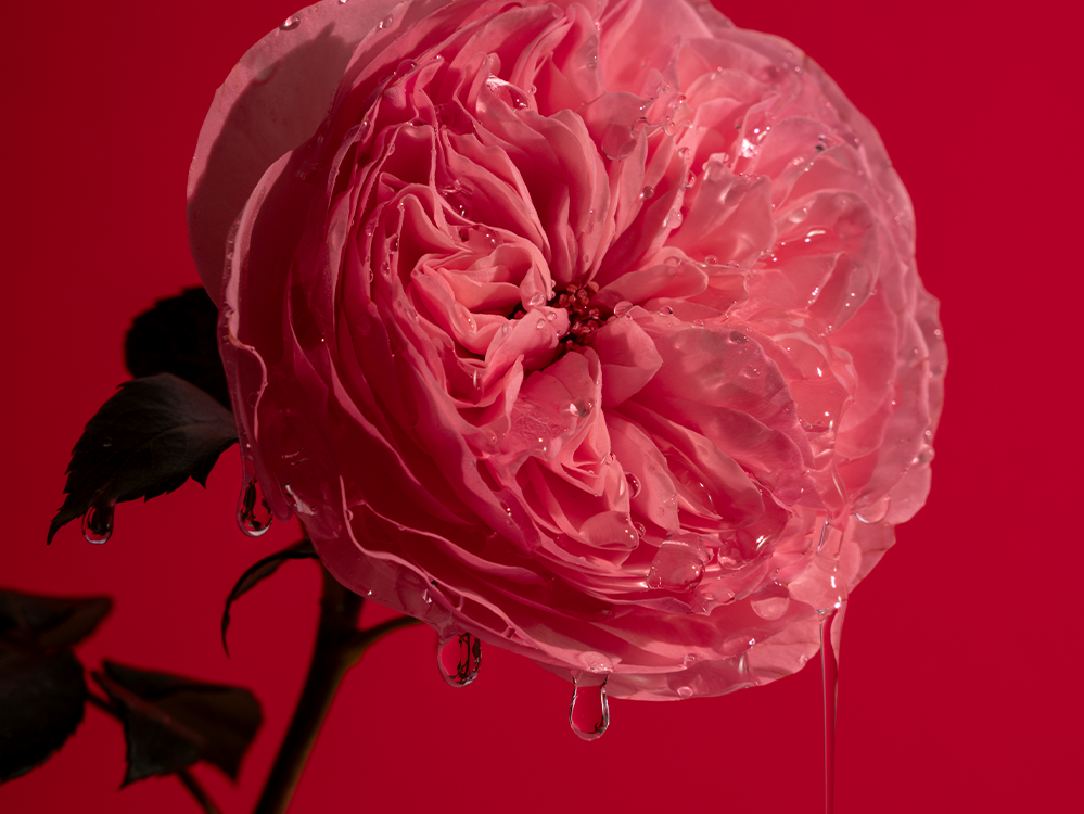 Dripping Bold Rose