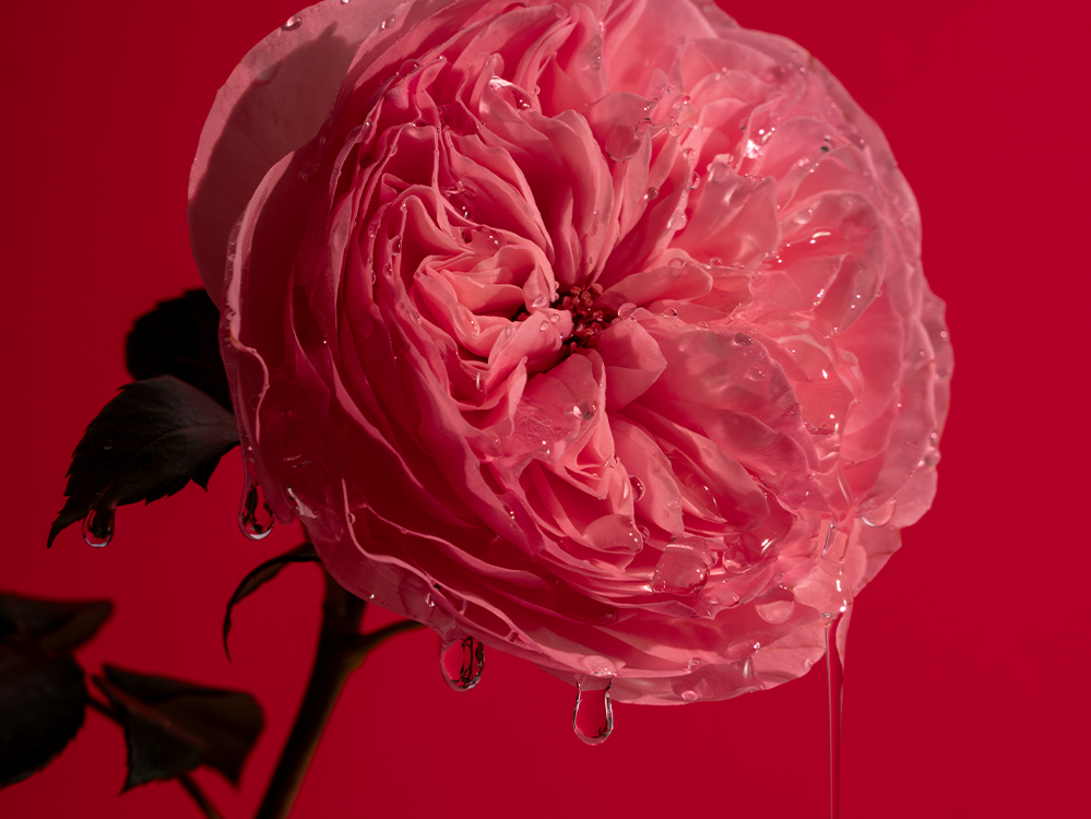 Tropfende Bold Rose