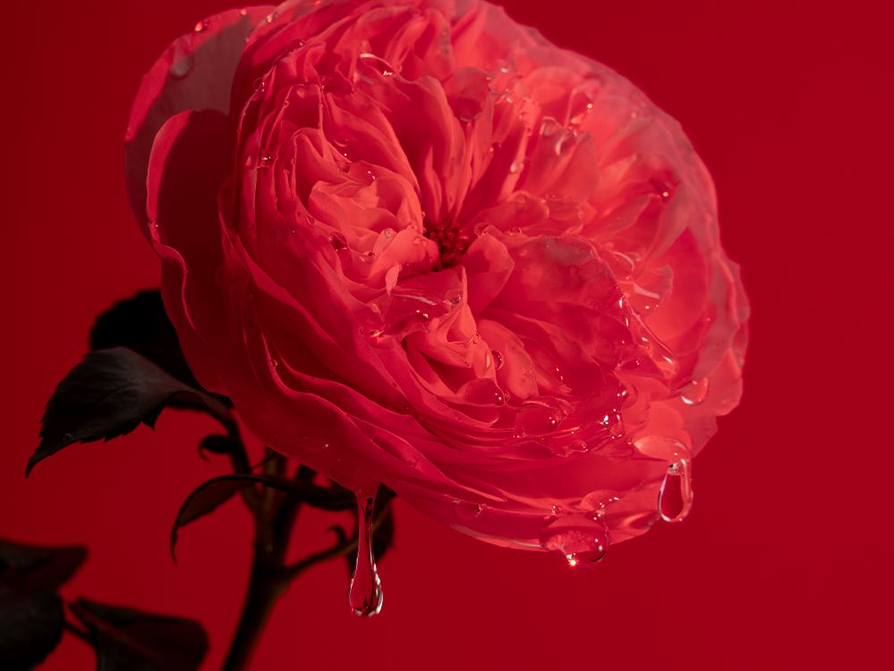 Tropfende Expressive Rose